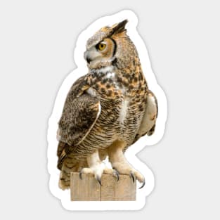 The great owl Sticker